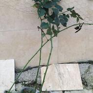 نهال تمشک بسیار خوش تعم