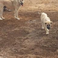 واگذاری توله پژدر خالص