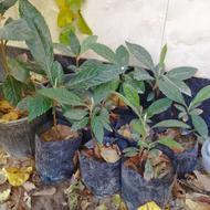 نهال ازگیل یک ساله