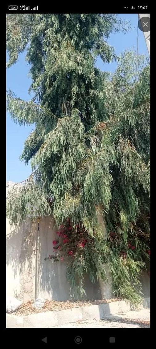 خرید انواع چوب و برش درخت