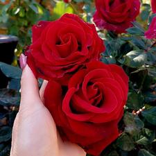 پرستارومعلم خصوصی کودک