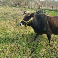 گاو ماده شش ماهه حامله