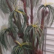 درخت مصنوعی بزرگ سالم