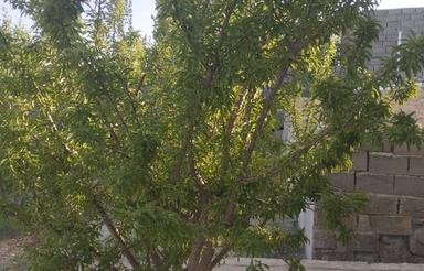 3170 متر باغ در دیباج