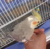 طوطی عروس نر رام و دستی