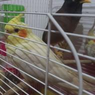 مرغ میناحرف گوش کن