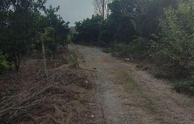 فروش زمین باغی 350 متر در گنج افروز