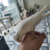 طوطی عروس البینو