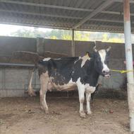 گاو شیری جوان