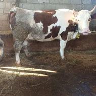 فروش گاو ثمینتال 8 ماه آبستن