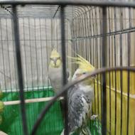 طوطی هلندی سرحال