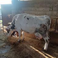 فروش گاو ثمینتال با گوساله