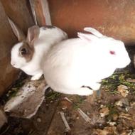 دوتا خرگوش ماده فروشی