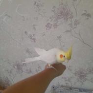 عروس هلندی دستی