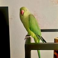 طوطی ملنگوی 1 سال و 5 ماهه ماده