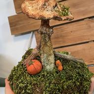 قارچ های دکوری