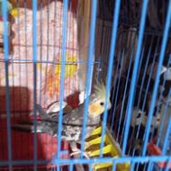 عروس هلندی سخنگو