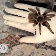 تاران تولا.