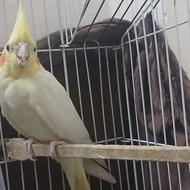 طوطی عروس هلندی نژاد سالم