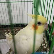 عروس هلندی لوتینو دستی