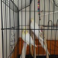 عروس هلندی لوتینو