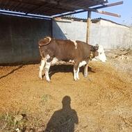 یک عدد گاو سمینتال 7ماه ابستن