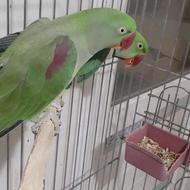 شاه طوطی اسکندرون اورجینال مولد با قفس بزرگ آرای