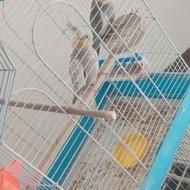 عروس هلندی مولد رودهن