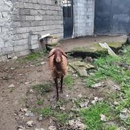 فروش گوسفند یکساله ماده