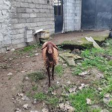 فروش گوسفند یکساله ماده
