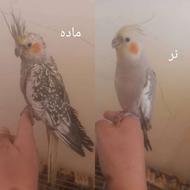 یک جفت عروس هلندی وکبوتر