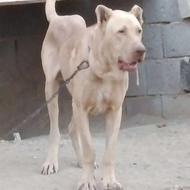 واگذاری سگ پژدر وسراب