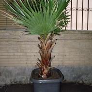 پالم واشنگتن زیبا و سرحال