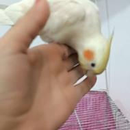 عروس هلندی نر،دست آموز