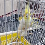 یک جفت عروس هلندی نر لوتینو ماده اهویی