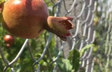 باغ محصور با فنس