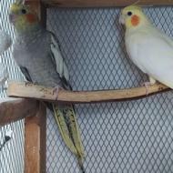 عروس هلندی بالغ و تخم گزار