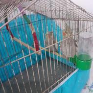 عروس هلندی جفت