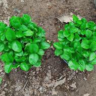 سبزه بهار نارنج 1404