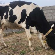 گاو هلشاین با گوساله ای ماده مونت بیلیارد