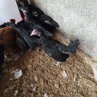 فروش جوجه محلی 45 روزه