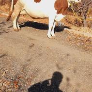 گاو سیمنتال شیری جوان آبستن سنگین