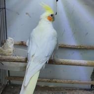 طوطی عروس نر بالغ لوتینو مست