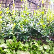 یاس هلندی گلدان 3.5