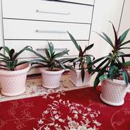 4 عدد گل و گلدان