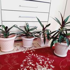 4 عدد گل و گلدان