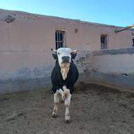 گاو نر جوان سیمینتال