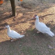 اردک خارجی ارگانیک