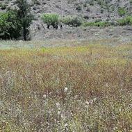 2پلاک زمین 1000متری کنار هم در سوادکوه وسیه سر