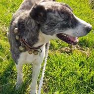 واگذاری سگ گله ونگهبانی